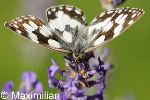 marbled_white_2022_07.JPG