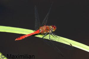 darter_2022_04.JPG