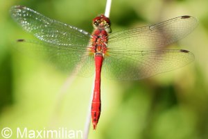 darter_2022_05.JPG