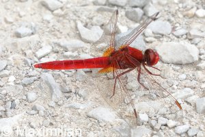 scarlet_2022_01.JPG