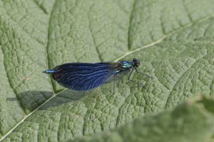 Banded Demoiselle.jpg
