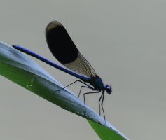 3R3A5266.Banded__demoiselleJPG.JPG