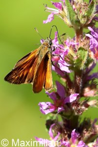 large_skipper_2022_02.JPG