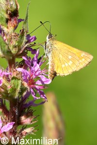 large_skipper_2022_03.JPG