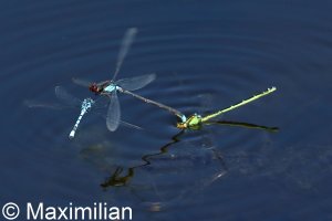 red_eyed_2022_06.JPG