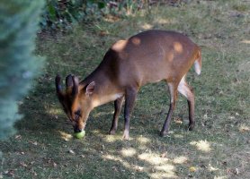309A3433DxO_Muntjac_2022_07_19-sh copy.jpg