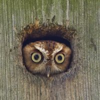 Owl 4.jpg
