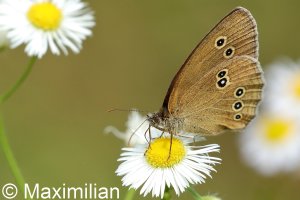 ringlet_2022_02.JPG