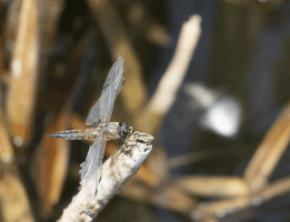 4-spot-chaser_taking off.gif