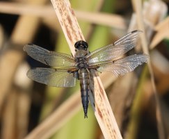 3R3A5710_4-spot_chaser_eaten_wingsJPG.JPG