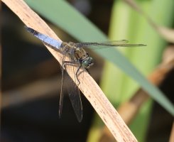 3R3A5877_Black_tailed_skimmer.JPG
