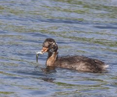 3R3A5712_juvenile_Little_Grebe_Chick+fish-2_00xl.jpg