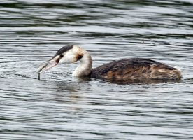 309A3481DxO_juvenile_great_crested_grebe_chick+fish.jpg