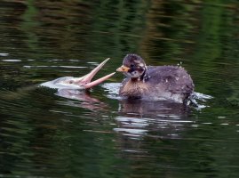 309A3592DxO_great_crested_grebe_chick+subnmarine_attack_little_grebe-shm.jpg