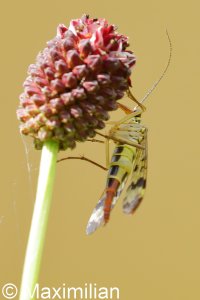 scorpionfly_2022_01.JPG
