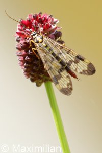 scorpionfly_2022_02.JPG