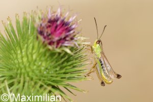 grasshopper_2022_01.JPG