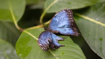 blue morpho.jpg