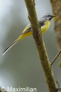 grey_wagtail_09.JPG