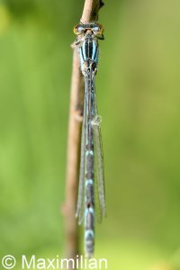 common_bluet_2022_01.JPG