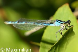 common_bluet_2022_02.JPG