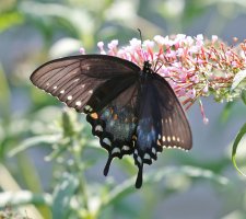 5D3_7167 ps3 fix and crop.jpg