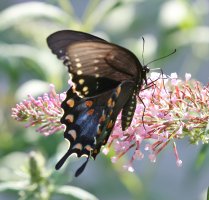 5D3_7174 ps3 fix and crop.jpg