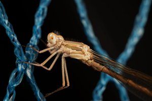 20220721 0830 54 Nederland Amersfoort - Canon EOS R5 - RF100mm F2.8 L MACRO IS USM at 100 mm ...jpeg