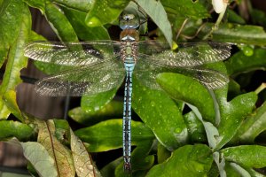 20220721 1547 25 Nederland Amersfoort - Canon EOS R5 - RF100mm F2.8 L MACRO IS USM at 100 mm ...jpeg