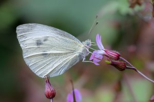 20220711 1500 00 Nederland Amersfoort - Canon EOS R5 - RF100-500mm F4.5-7.1 L IS USM at 500 m...jpeg