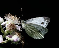 309A3113DxO_Green_veined_white_butterfly.jpg