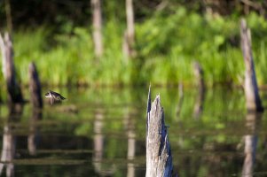 IMG_8486 (3) copy.jpg