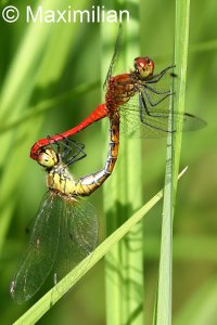 darter_2022_07.JPG