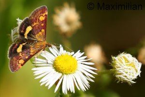 pyrausta_purpuralis_2022_01.JPG