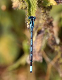 309A3668-DxO_common_blue_damselfly.jpg