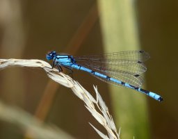 309A3707-DxO_common_blue_damselfly.jpg