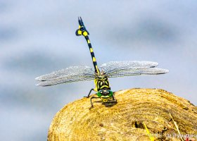 20220721 1905-01.jpg