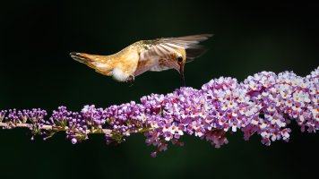 Annas Hummingbird - K1A8238 - DxO.jpg