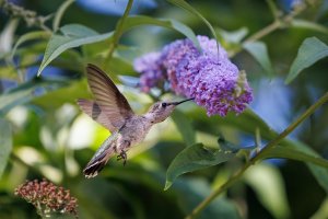 Annas Hummingbird - K1A8380.jpg