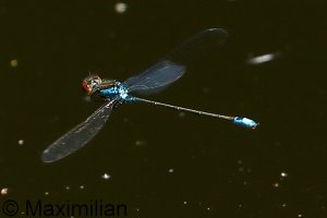 red_eyed_2022_08.JPG