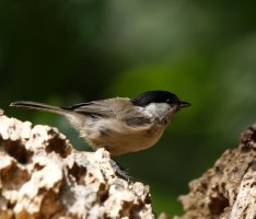 309A4387-DxO_Marsh_Tit.jpg