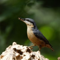 309A4417-DxO_Nuthatch.jpg