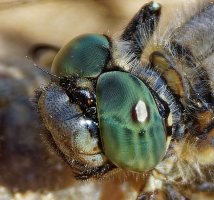 309A4616-DxO_Black_tailed_skimmer_eye_cv crop.jpg