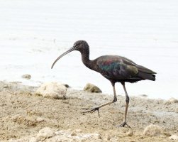 309A4757-DxO_Glossy_Ibis_walking-lssm_aut.jpg