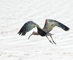 309A4817-DxO_Glossy_Ibis_flying-lssm_aut.jpg