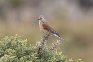 Linnet-2.jpg