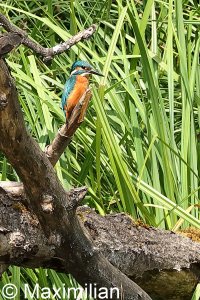 kingfisher_2022_04.JPG