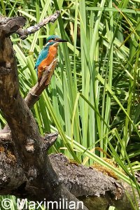 kingfisher_2022_05.JPG