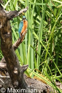 kingfisher_2022_07.JPG