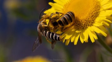 bees_03.jpg